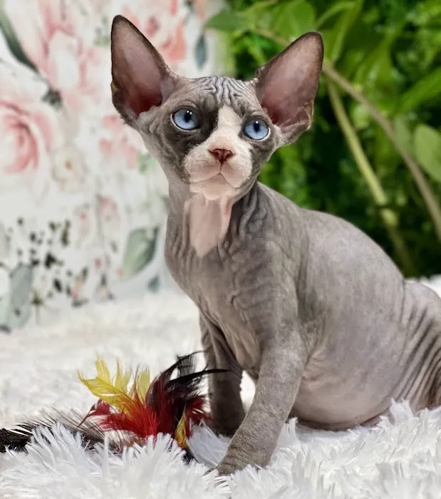 “Azzurro Cattery – Sphynx & Devon Rex Kittens in Brooklyn, NYC” Picture 3