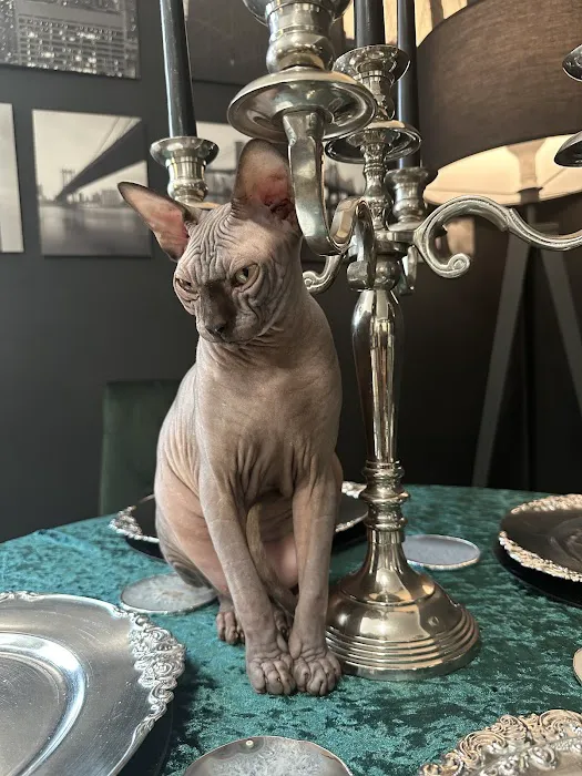 “Azzurro Cattery – Sphynx & Devon Rex Kittens in Brooklyn, NYC” Picture 4