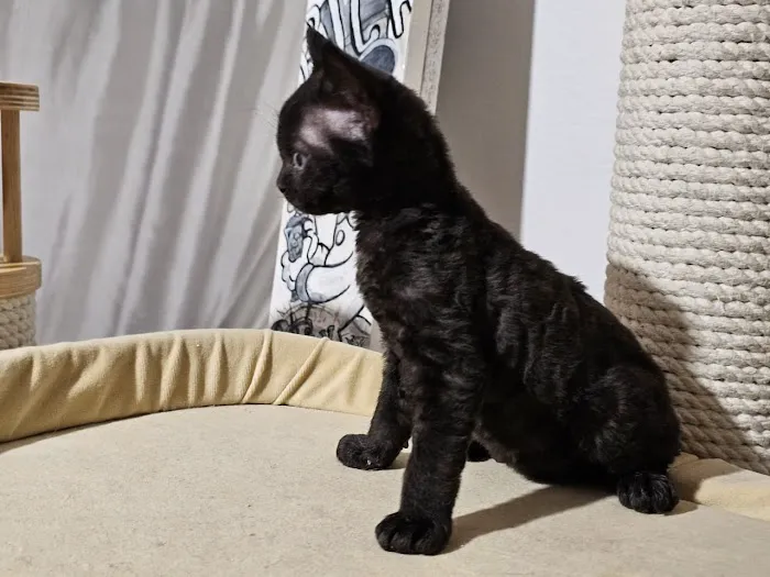 “Azzurro Cattery – Sphynx & Devon Rex Kittens in Brooklyn, NYC” Picture 10