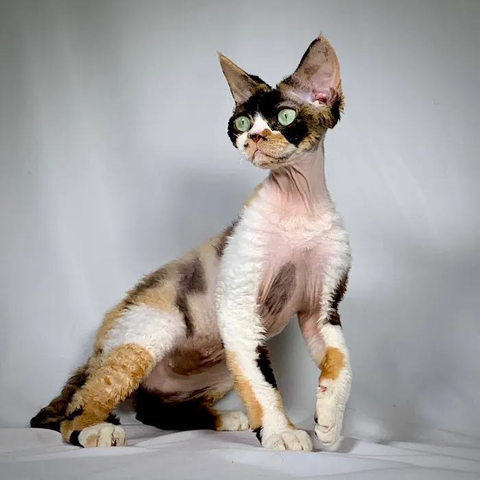 “Azzurro Cattery – Sphynx & Devon Rex Kittens in Brooklyn, NYC” Picture 2