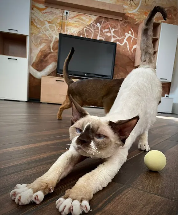 “Azzurro Cattery – Sphynx & Devon Rex Kittens in Brooklyn, NYC” Picture 1