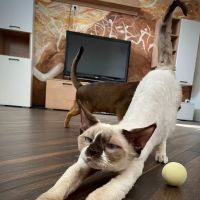 “Azzurro Cattery – Sphynx & Devon Rex Kittens in Brooklyn, NYC” ico