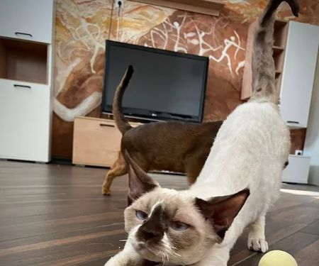 u201cAzzurro Cattery u2013 Sphynx & Devon Rex Kittens in Brooklyn, NYCu201d