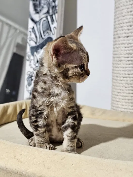 “Azzurro Cattery – Sphynx & Devon Rex Kittens in Brooklyn, NYC” Picture 5