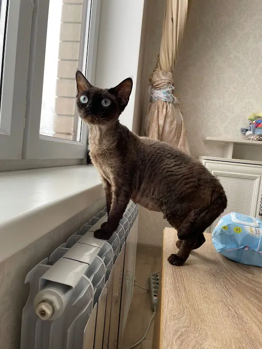 “Azzurro Cattery – Sphynx & Devon Rex Kittens in Brooklyn, NYC” Picture 8
