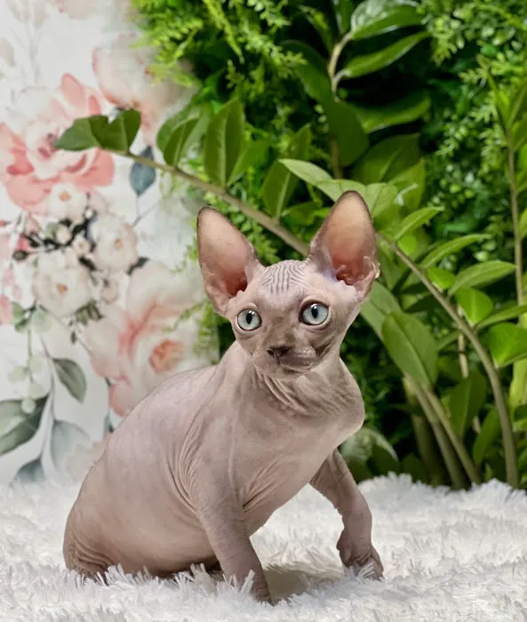 “Azzurro Cattery – Sphynx & Devon Rex Kittens in Brooklyn, NYC” Picture 7