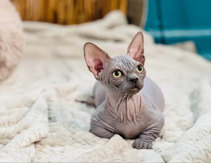 “Azzurro Cattery – Sphynx & Devon Rex Kittens in Brooklyn, NYC” Picture 9