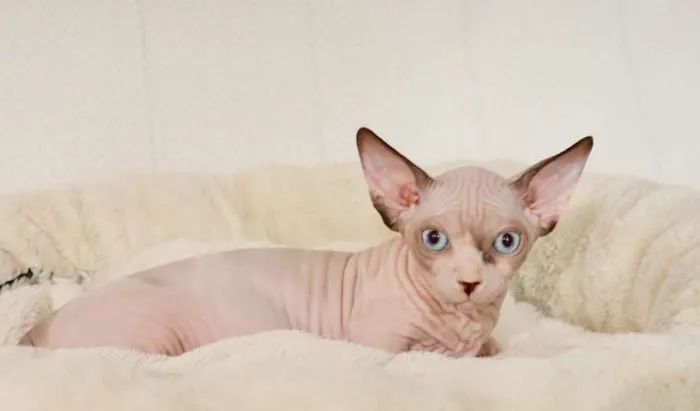 Sphynx universe Picture 6
