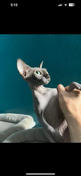 Sphynx universe Picture 5