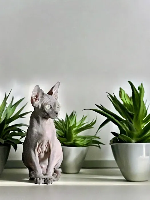 Sphynx universe Picture 3