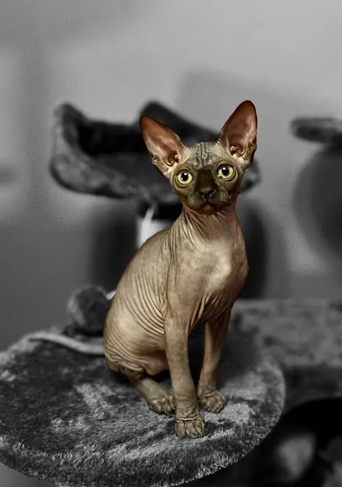 Sphynx universe Picture 4