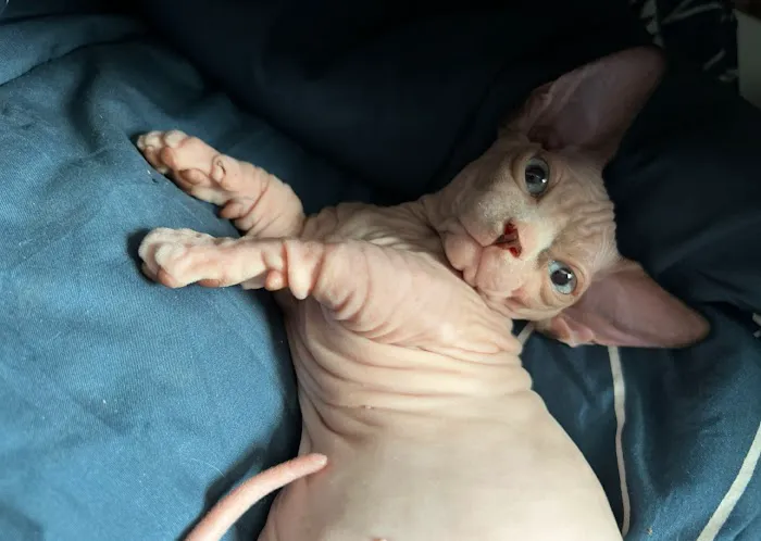 Sphynx universe Picture 8