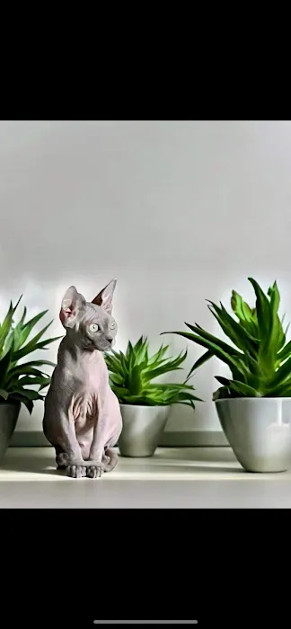 Sphynx universe Picture 7