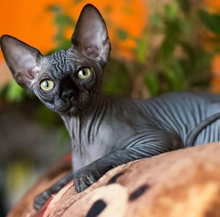 Sphynx universe Picture 10