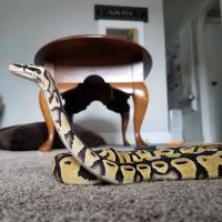 Sabrina's Reptile Kingdom ico