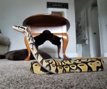Sabrina's Reptile Kingdom
