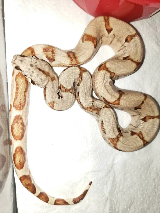 Sabrina's Reptile Kingdom Picture 7