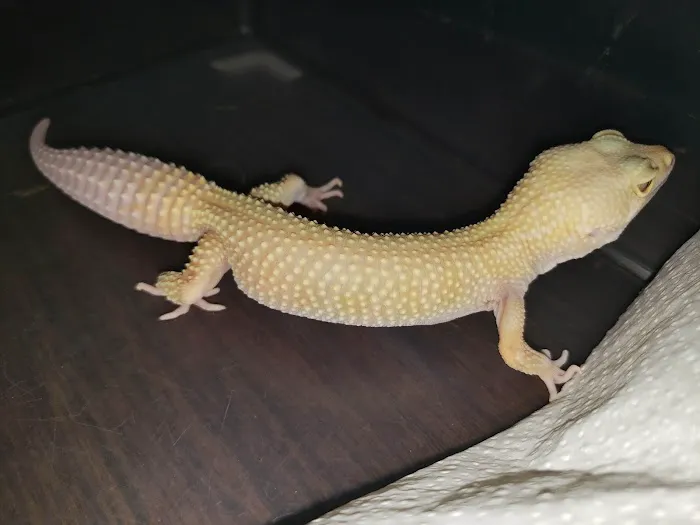Sabrina's Reptile Kingdom Picture 5
