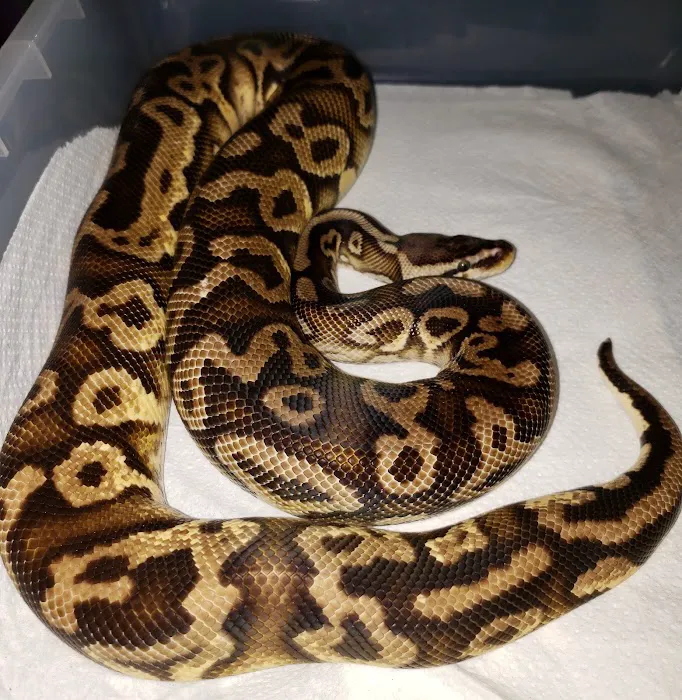 Sabrina's Reptile Kingdom Picture 8