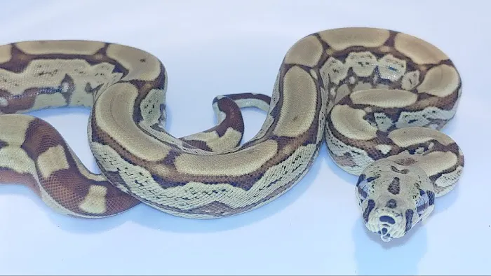 Sabrina's Reptile Kingdom Picture 10