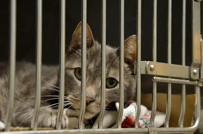 ABC Animal Hospital Picture 7