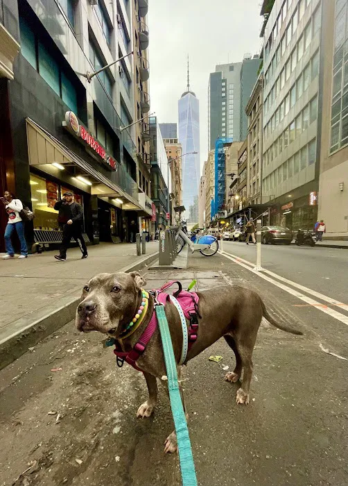 InstaVet Home Euthanasia Service Picture 4