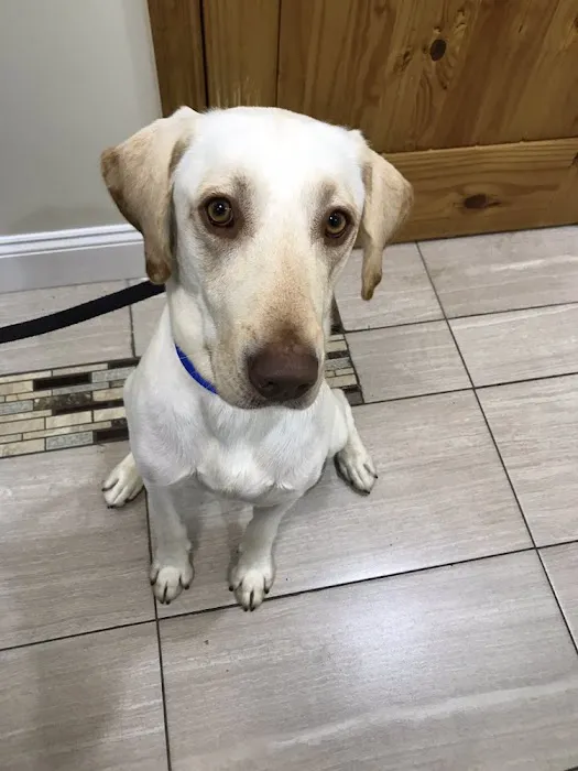 InstaVet Home Euthanasia Service Picture 8