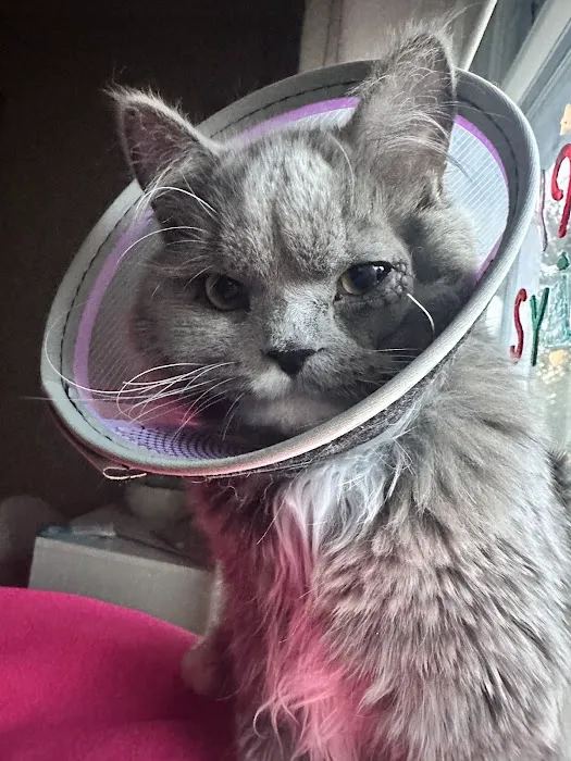 InstaVet Home Euthanasia Service Picture 3