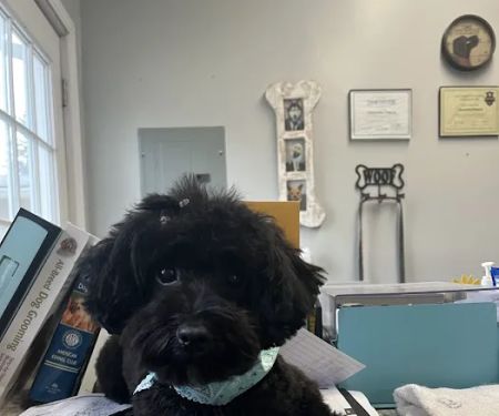 T-bone Grooming