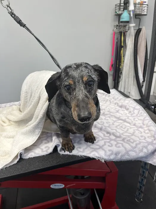 T-bone Grooming Picture 4