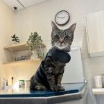 Bond Vet - Long Island City