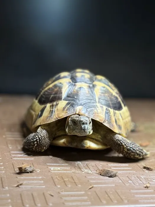 Central Mass Reptiles & Exotics Picture 2