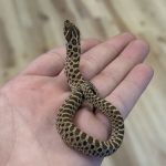 Central Mass Reptiles & Exotics