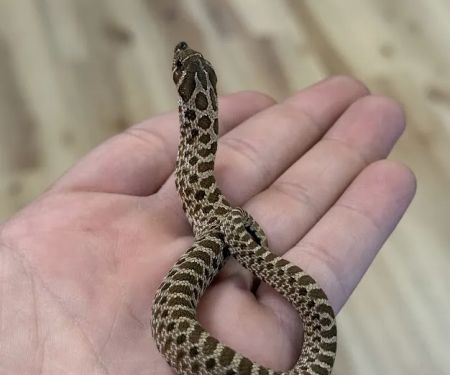 Central Mass Reptiles & Exotics