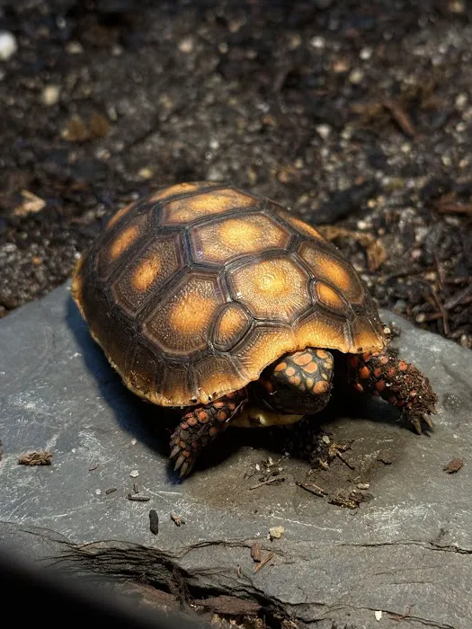 Central Mass Reptiles & Exotics Picture 4