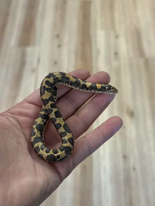 Central Mass Reptiles & Exotics Picture 5
