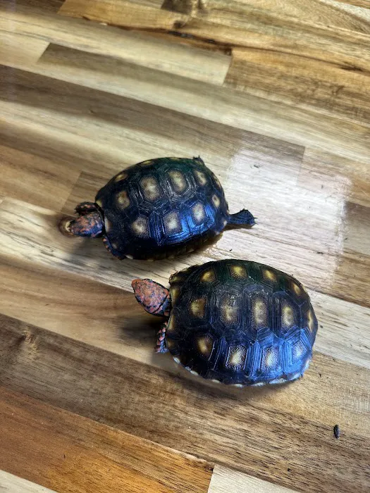 Central Mass Reptiles & Exotics Picture 8