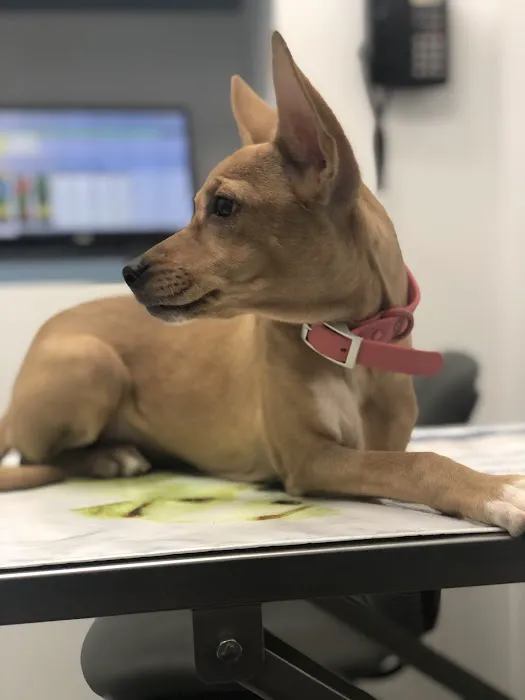 Long Island City Veterinary Center Picture 2