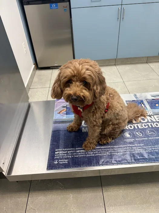 Long Island City Veterinary Center Picture 1