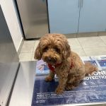 Long Island City Veterinary Center