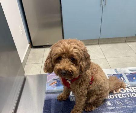 Long Island City Veterinary Center