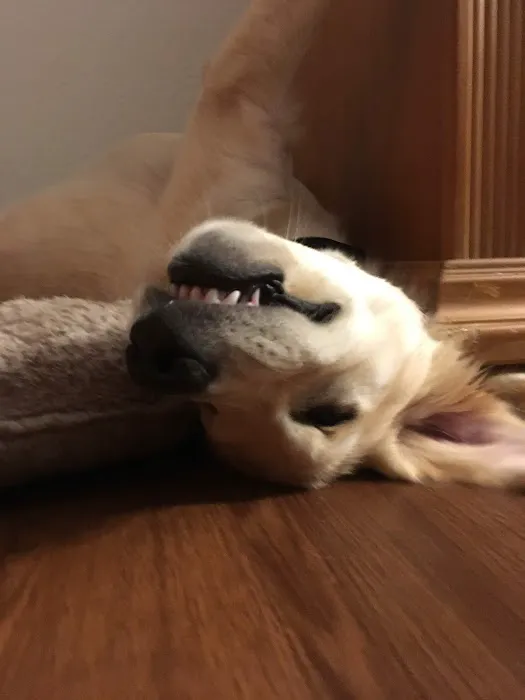 The Perfect Puppy Picture 3
