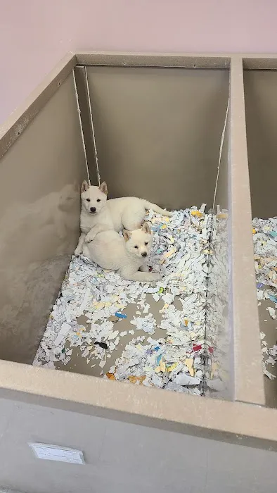 The Perfect Puppy Picture 7