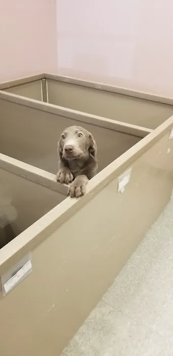 The Perfect Puppy Picture 6