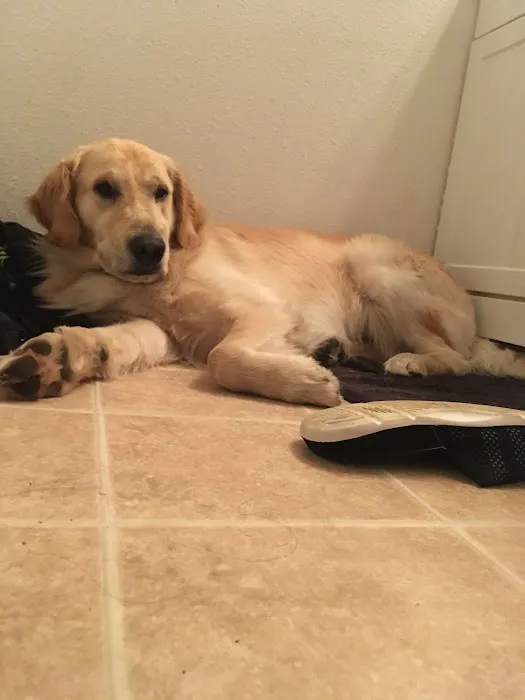 The Perfect Puppy Picture 4