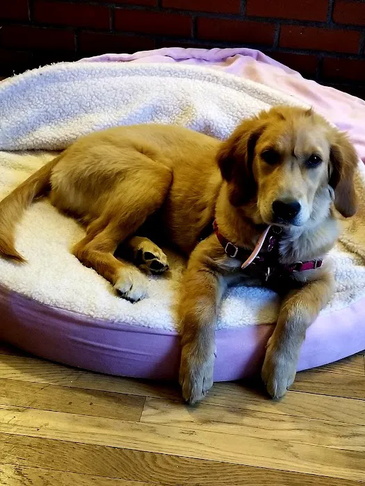 The Perfect Puppy Picture 2