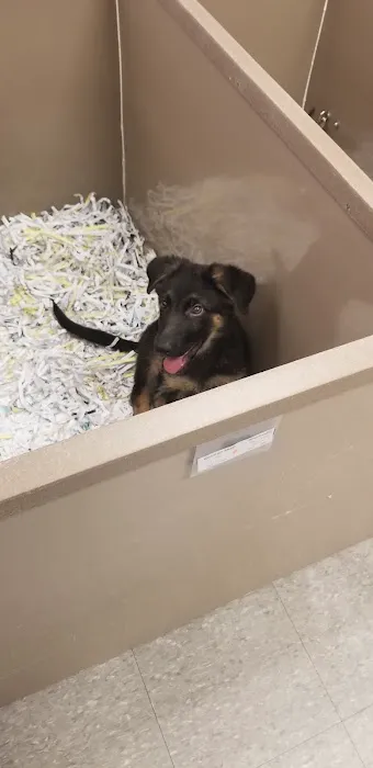 The Perfect Puppy Picture 9