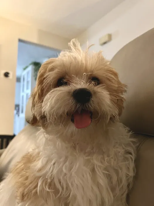 The Perfect Puppy Picture 8