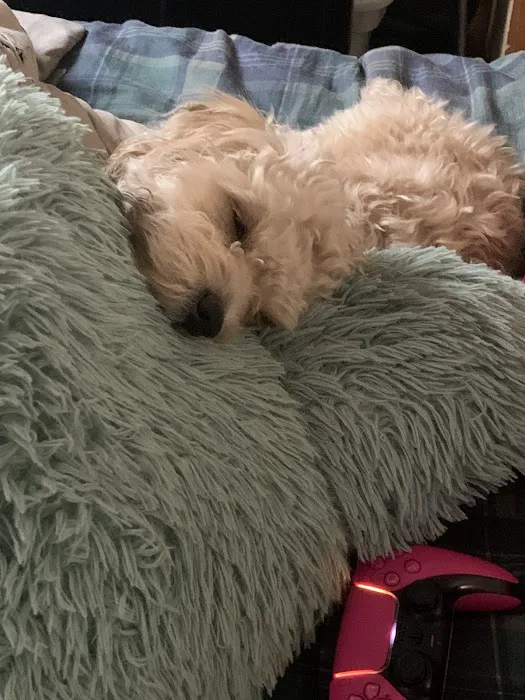 The Perfect Puppy Picture 10