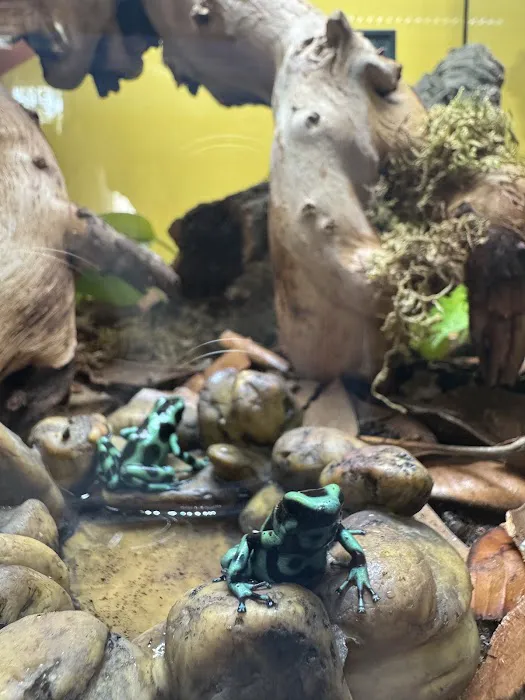 Showcase Reptiles Picture 3